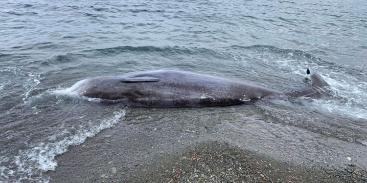 Kıbrıs sahillerine depremden etkilendiği sanılan ölü balinalar vurdu