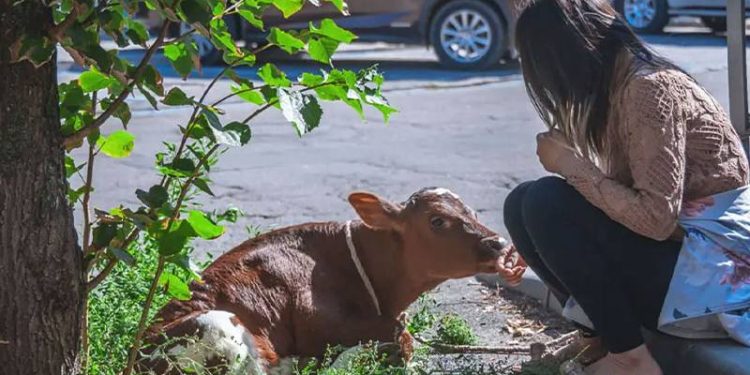 Kızıl Meydan'da 'hayvanlar yiyecek değil’ sloganı atarak buzağı gezdiren kadın gözaltına alındı