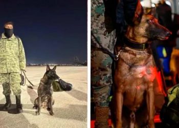 Meksika’dan gelen Proteo arama kurtarma çalışmasında öldü