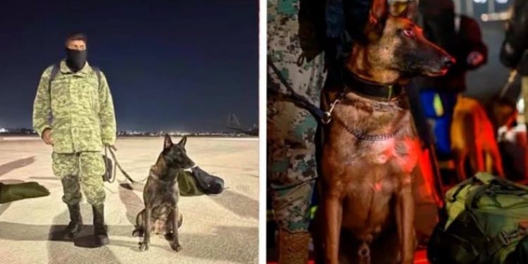 Meksika’dan gelen Proteo arama kurtarma çalışmasında öldü