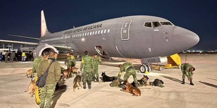 Meksika'nın meşhur arama kurtarma köpekleri Türkiye'ye geliyor