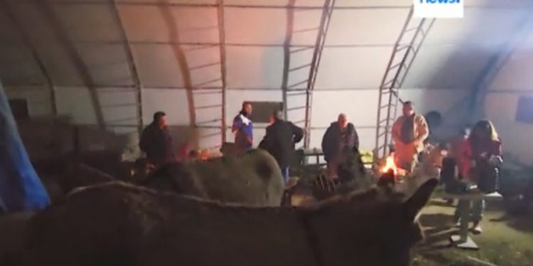 Osmaniye’de onlarca depremzede hayvan barınağına sığındı 