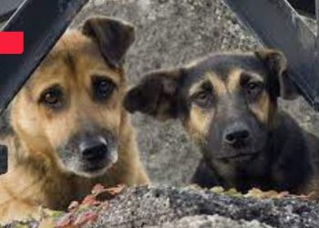 Sokak hayvanları tartışması: 'Köpekler nefret objesine dönüştürüldü'