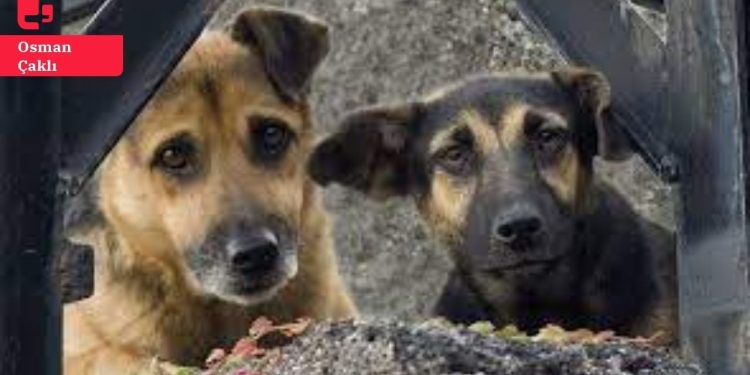 Sokak hayvanları tartışması: 'Köpekler nefret objesine dönüştürüldü'