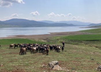 Depremzede besici: Sağdığım sütü satamadığım için döküyorum