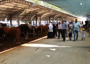 Şap hastalığı yayılıyor: Denizli’de hayvan pazarı kapatıldı