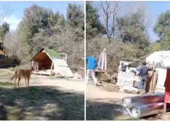 Erdoğan’ın talimatıyla hayvan barınağı boşaltıldı