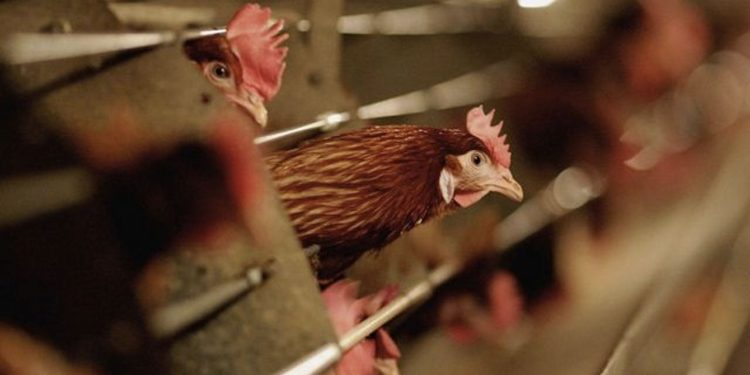 Afyon ve Denizli'de kuş gribi: 6.5 milyon kanatlı hayvan itlaf edildi