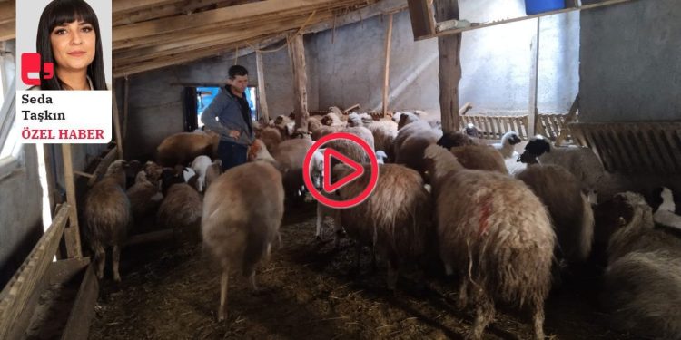 Ağır hasarlı ahırda geçim mücadelesi: 'Bugün mü öleceğiz yoksa yarın üzerimize mi çökecek bilmiyoruz’
