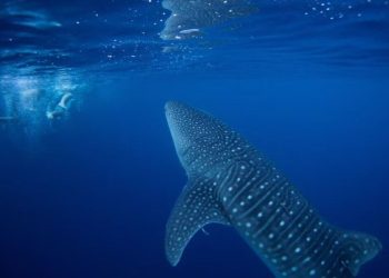 BM'den tarihi adım: Açık denizlerde biyoçeşitliliğin korunması için anlaşmaya varıldı