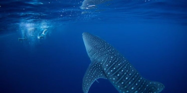 BM'den tarihi adım: Açık denizlerde biyoçeşitliliğin korunması için anlaşmaya varıldı