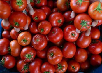 Bakanlıktan domates ihracatının kısıtlamasını kaldırma kararı