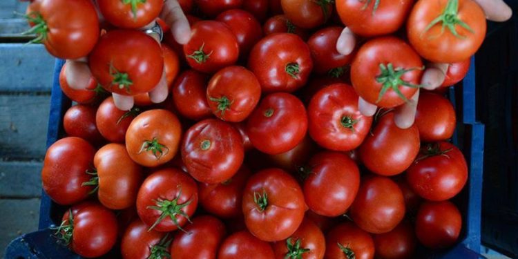 Bakanlıktan domates ihracatının kısıtlamasını kaldırma kararı