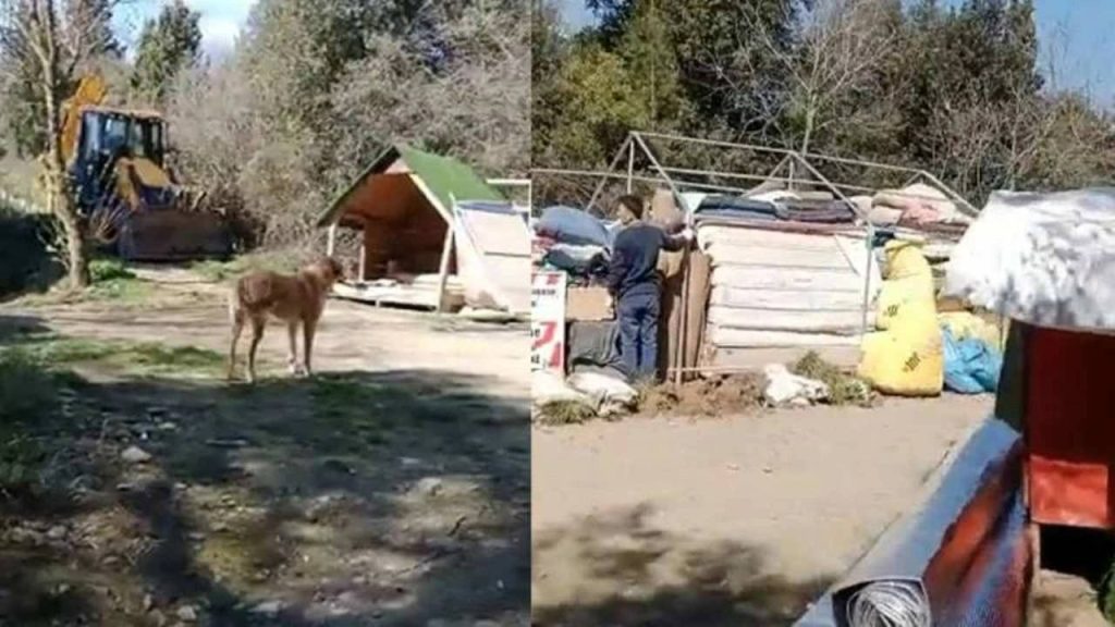 Boğaziçi Hayvan Barınma Merkezi'ne iş makineleriyle baskın: Gözaltılar var; onlarca köpeğe ne olacağı bilinmiyor