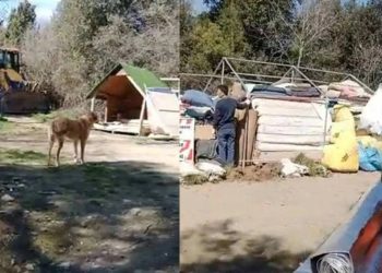 Boğaziçi Hayvan Barınma Merkezi'ne iş makineleriyle baskın: Gözaltılar var; onlarca köpeğe ne olacağı bilinmiyor