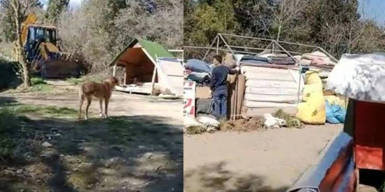 Boğaziçi Hayvan Barınma Merkezi'ne iş makineleriyle baskın: Gözaltılar var; onlarca köpeğe ne olacağı bilinmiyor