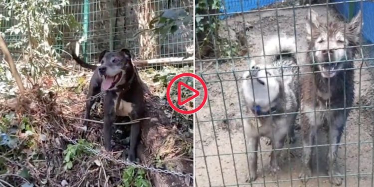 Boğaziçi’nden zorla taşınan köpekler çamur içinde ve soğukta kaldı