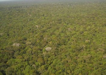 Brezilya Amazonları'nda şubat ayında "ormansızlaştırma rekoru" kırıldı