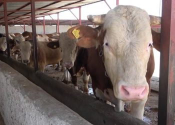 'Çok hızlı bulaşıyor; çok ciddi bir ekonomik kayıp'