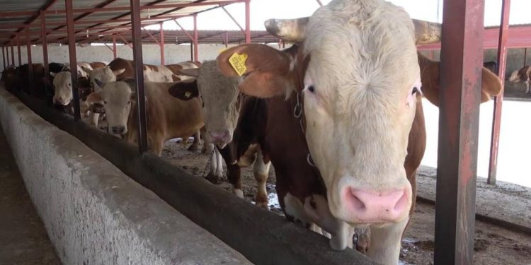 'Çok hızlı bulaşıyor; çok ciddi bir ekonomik kayıp'