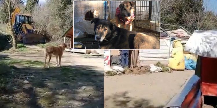 Gönüllüler Boğaziçi Üniversitesi içindeki barınağın taşınmasına tepkili