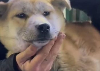 Güney Kore'de bir arazide binden fazla ölü köpek bulundu