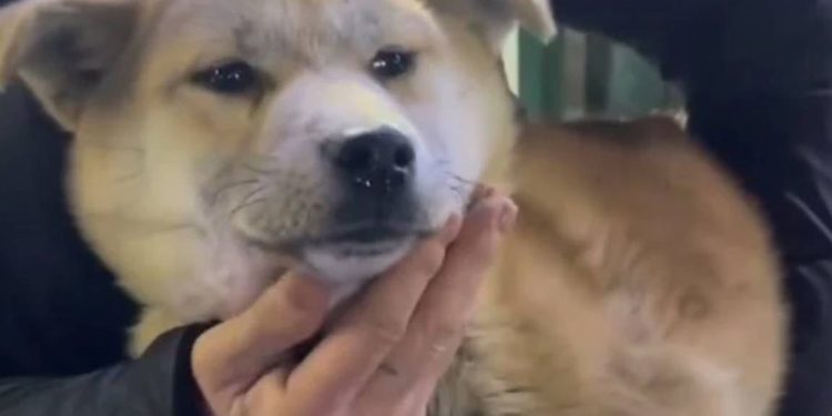 Güney Kore'de bir arazide binden fazla ölü köpek bulundu