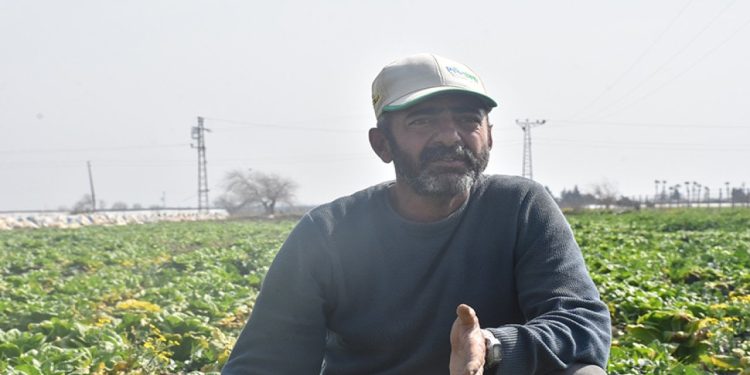 Hatay'da hal açılamadı, sebze tarlada kaldı