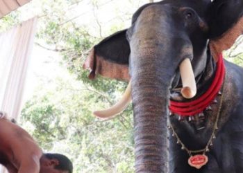 Hindistan'da tapınaktaki dini geçitte ilk kez robot fil kullanıldı