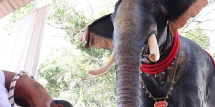 Hindistan'da tapınaktaki dini geçitte ilk kez robot fil kullanıldı