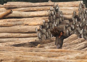 Kanlı tik ağacı: Cengiz en büyük ithalatçılardan