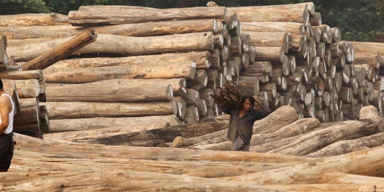 Kanlı tik ağacı: Cengiz en büyük ithalatçılardan