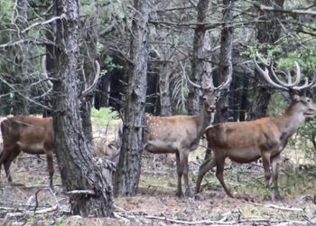 Kızıl geyik av ihalesi mahkeme kararıyla iptal edildi