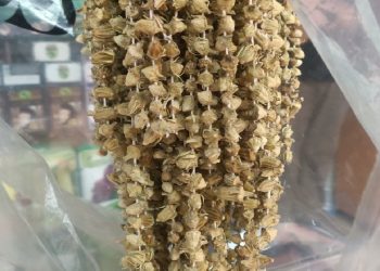 Kuru bamyanın fiyatı gram altınla yarışıyor!