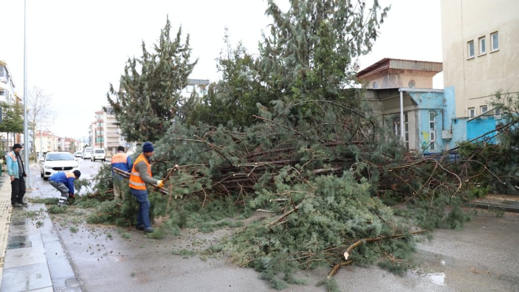 Kuvvetli rüzgar Ankara'da ve Trabzon'da ağaçları devirdi