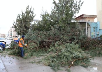 Kuvvetli rüzgar Ankara'da ve Trabzon'da ağaçları devirdi