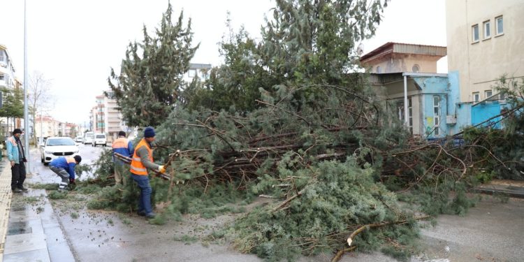 Kuvvetli rüzgar Ankara'da ve Trabzon'da ağaçları devirdi