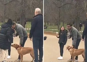 Londra polisi, İngiltere Başbakanı Sunak'ı tasmasız köpek gezdirdiği için uyardı