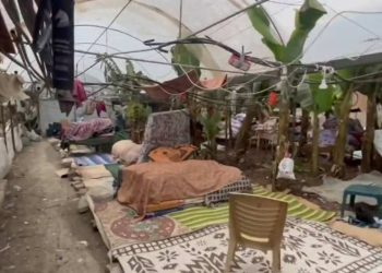 Mahsun Kırmızıgül: Muz serasının içinde çoluk çocuk, hamile kadınlar; 44 gündür yaşamaya çalışıyorlar