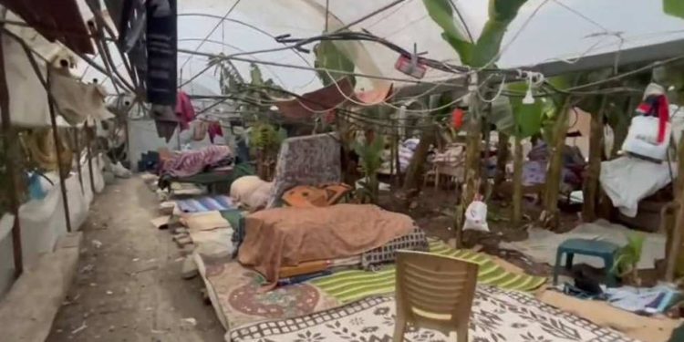 Mahsun Kırmızıgül: Muz serasının içinde çoluk çocuk, hamile kadınlar; 44 gündür yaşamaya çalışıyorlar