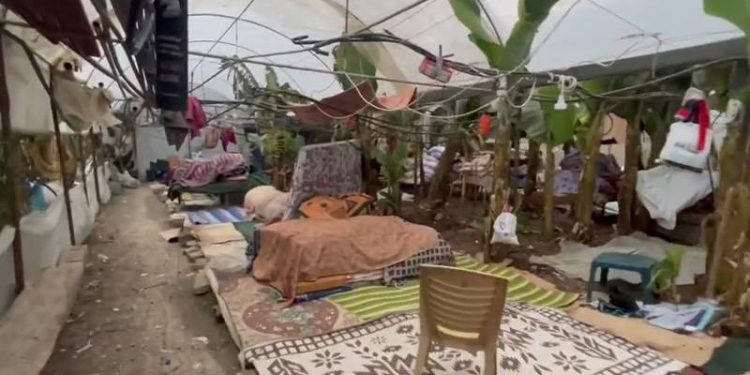 Mahsun Kırmızıgül: Tuvaletleri, banyoları, çadırları yok; muz serasında yaşamaya çalışıyorlar