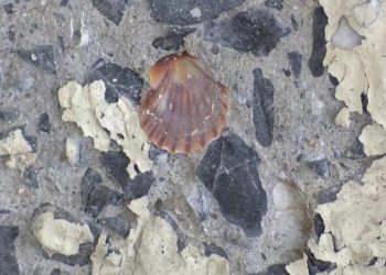 Maltepe Kavşak Köprüsü betonunda midye kabukları çıktı, İBB'ye şikayet yağdı