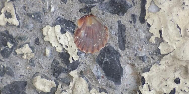 Maltepe Kavşak Köprüsü betonunda midye kabukları çıktı, İBB'ye şikayet yağdı