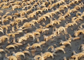 Mısır'ın güneyindeki Firavun 2. Ramses Tapınağı'nda iki bin mumyalanmış koç başı bulundu