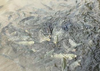 Şanlıurfa’nın simgesi Balıkgöl’de balıklar yeniden görüldü