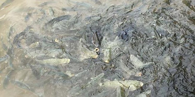 Şanlıurfa’nın simgesi Balıkgöl’de balıklar yeniden görüldü