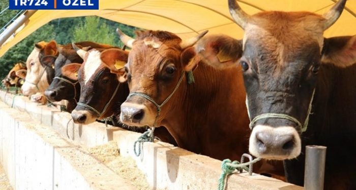 Şap salgını yayılıyor, et fiyatları zirvede