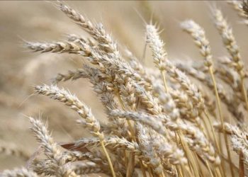 Tahıl anlaşmasından sonra Avrupa'da buğdayın fiyatı düştü