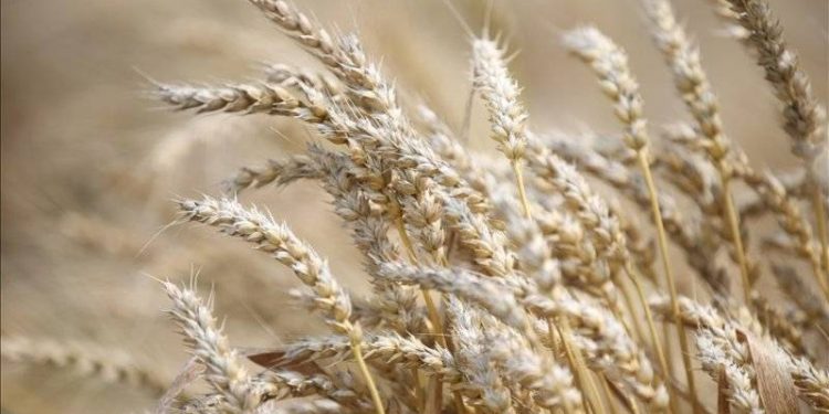 Tahıl anlaşmasından sonra Avrupa'da buğdayın fiyatı düştü