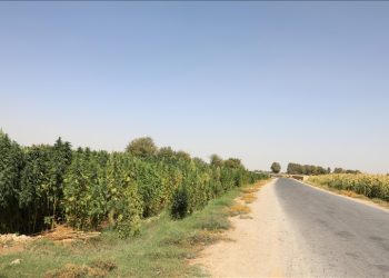 Taliban, Afganistan'da kenevir ekimini yasakladı